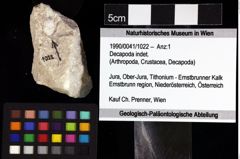 Foto (Objket + Etiketten) von Decapoda indet. 